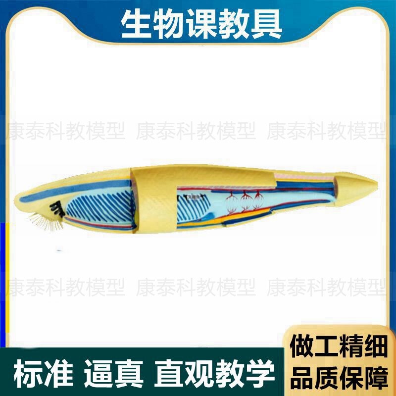 文昌鱼模型 水产脊m索动物生物课教学初中高中实验 科普馆标本展