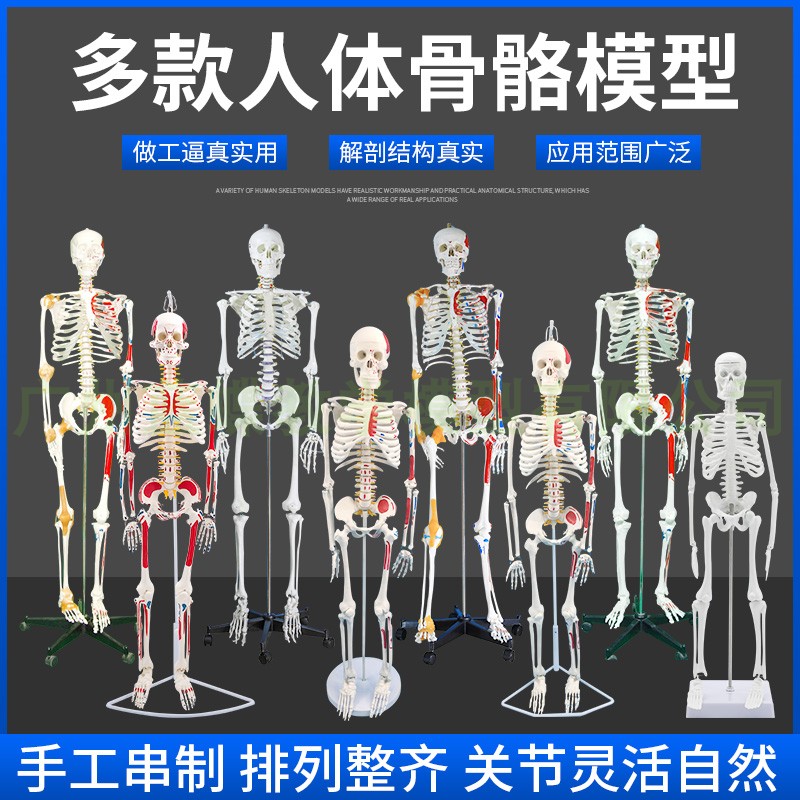45CM 85cm人体骨骼模t型 医学标准骨骼标本骷髅骨架教学模型 美术