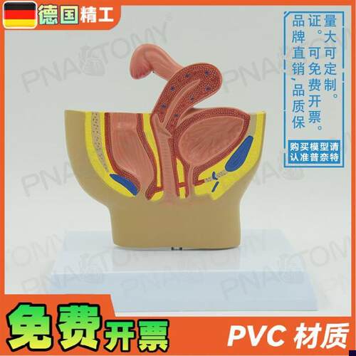 德国】女性盆腔生殖系统输卵管膀胱阴道直肠N切面解剖模型妇科计