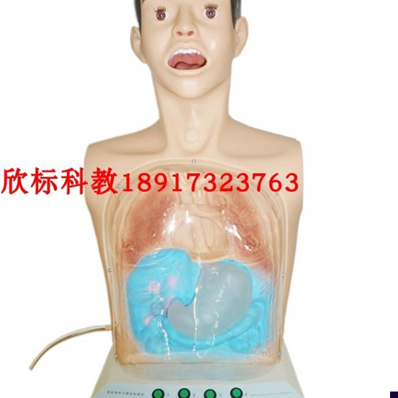 半身透明c洗胃模型 多功能洗胃人体模型胃肠减压训练模型