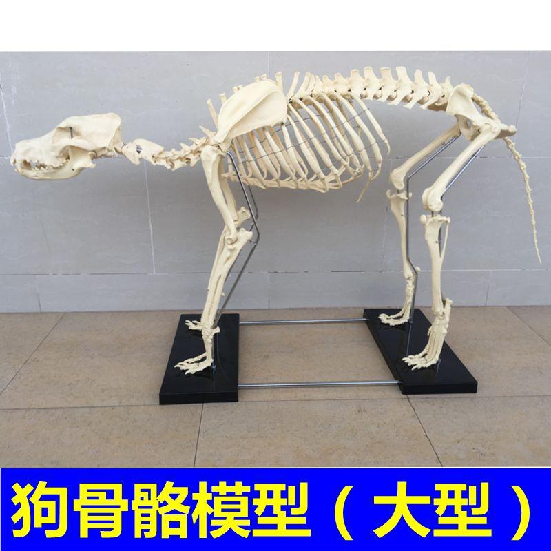 犬骨骼模型仿真大型成年狗骨架标D本狗头宠物兽医畜牧动物解剖大