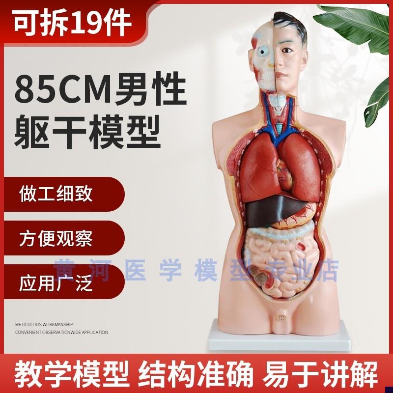 85CM人体g可拆卸医学解剖模型身体内脏器官结构模型仿真骨骼骨架