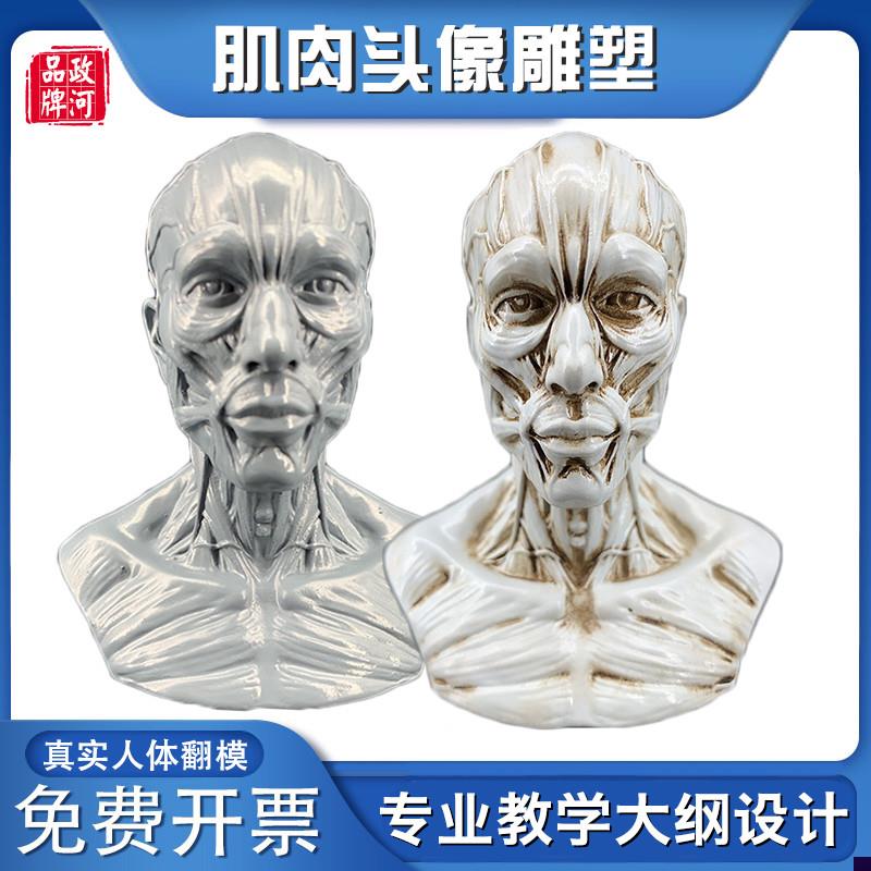 政河肌肉头像人体脑袋模型艺术生雕塑绘画素描雕刻摆件.健身房摆