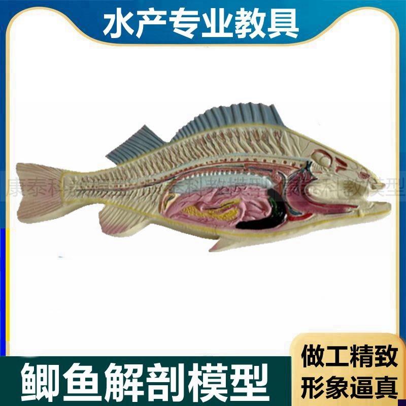 鲫鱼解剖模d型鱼内脏模具鱼水产品渔业教学模具鱼类玩具模型早教