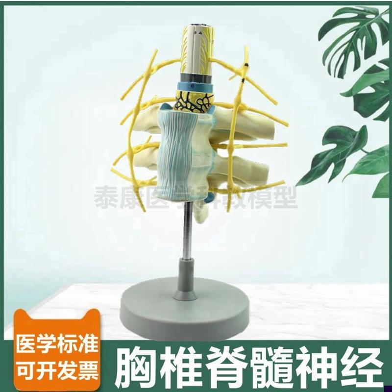 脊髓神经模型颈椎胸椎腰椎临床麻醉教学用L椎管脊神经蛛网膜神经