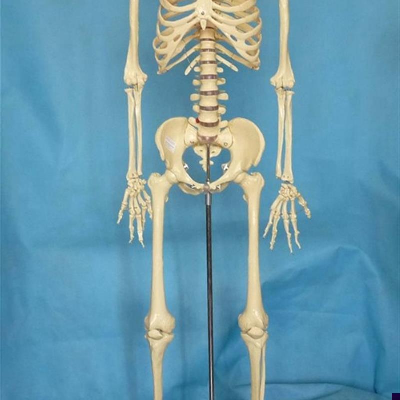 170cm人体骨骼模型v 骷髅骨架结构 医用教学讲解展示