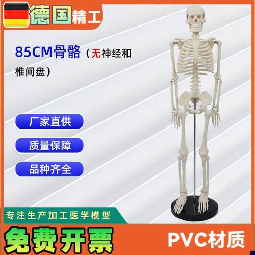 85CM人体骨骼l模型不带神经和椎间盘全身骨骼人体教学模型