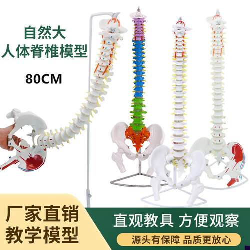 80cm人体脊柱模l型1:1成人医学正骨练习骨骼模型颈椎腰椎脊椎骨架