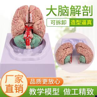 拼装人体解剖模型大脑模型脑科医学脑J血 脑动脉神经科血管颅底
