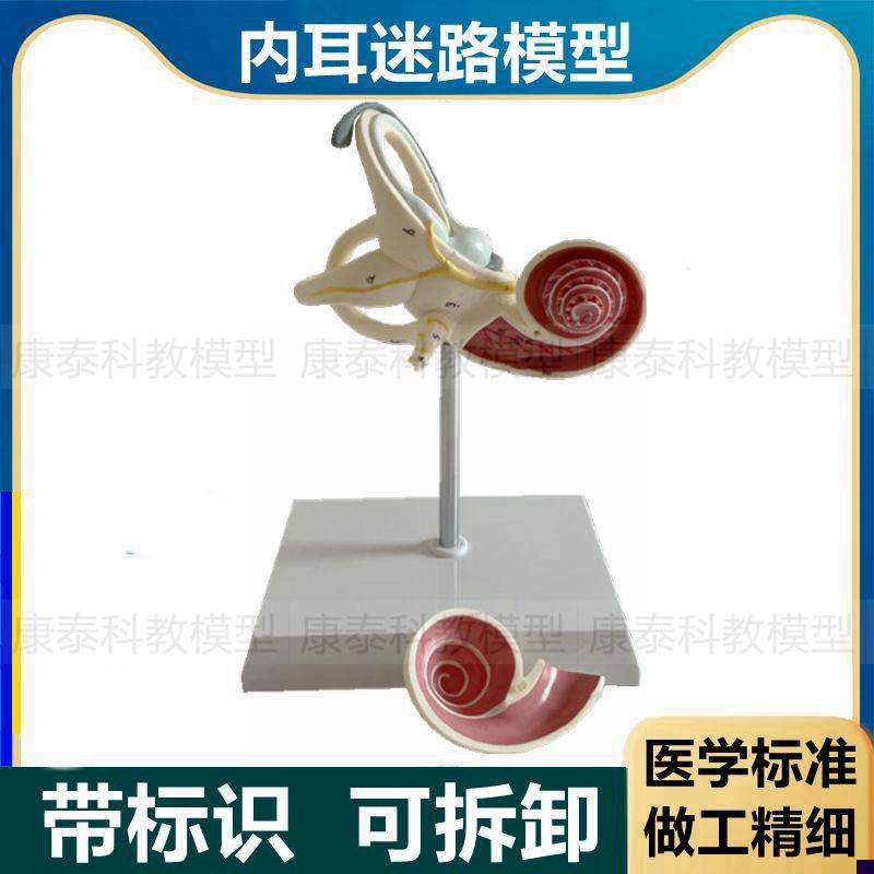 耳迷路模型内耳解剖半规管前庭耳蜗D神经椭圆囊人体耳朵结构听觉