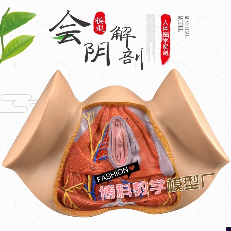 女性会阴模型 尿生殖三角 肛门 生殖系统模型P 女性盆腔模型 外阴