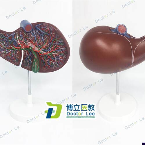医学人体肝胆囊血管p模型 肝脏模型消化外肝胆科消化系统带血管
