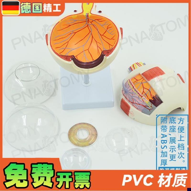 德国】人体仿真眼睛假眼球结构放大解剖模型医学教学W仪器眼科五
