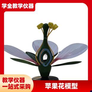 苹果花模型 厂家直销 各类花x的模型 医疗与教学模型 高品质花模
