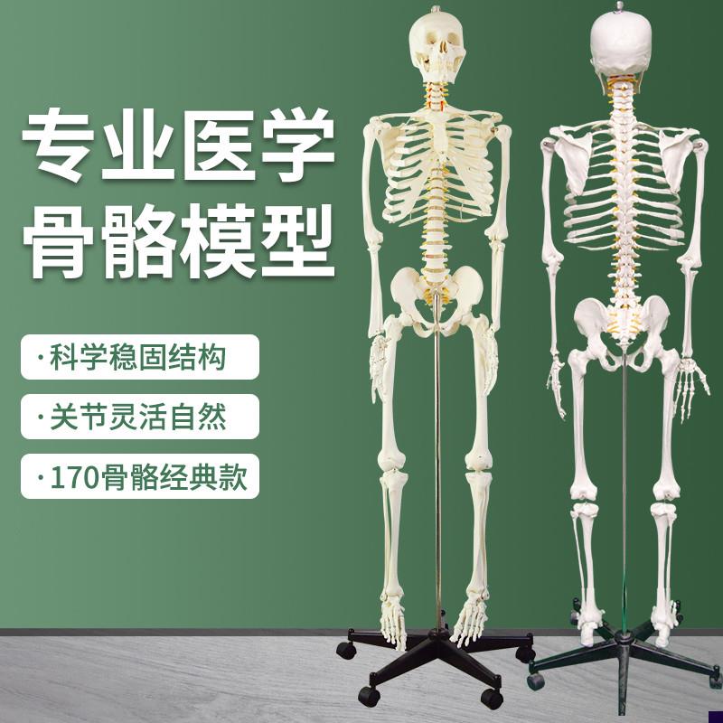医学骨骼模型170CM人体骨骼模B型教学模型 骨架解剖关节教学模型