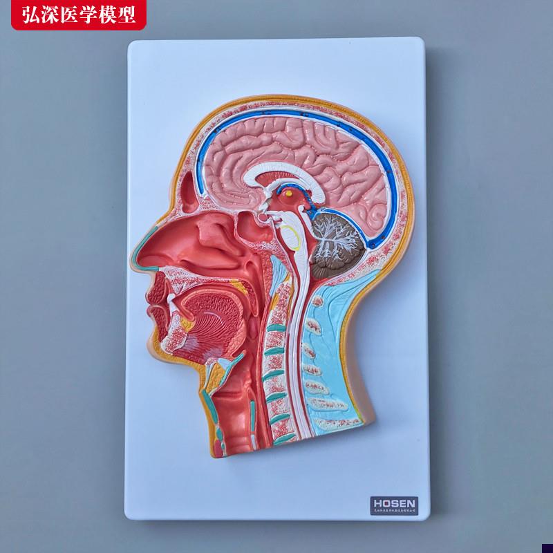 头中部切面模型人体头部头颅内大脑鼻腔口腔咽喉解剖结.构医学教
