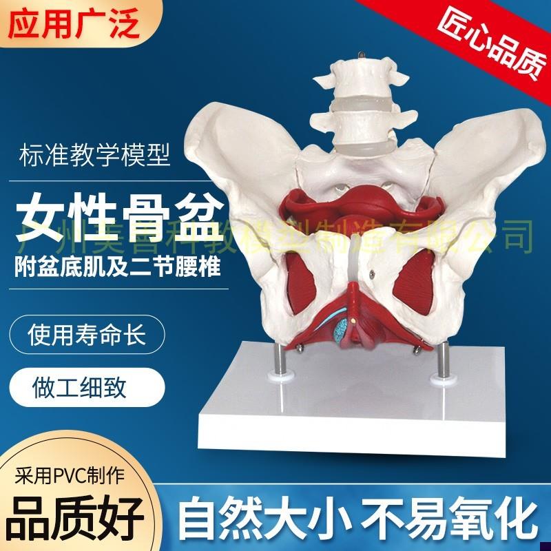 女性骨盆模型女性盆底肌肉及二节腰椎模型 医学助产V教学模型 骨