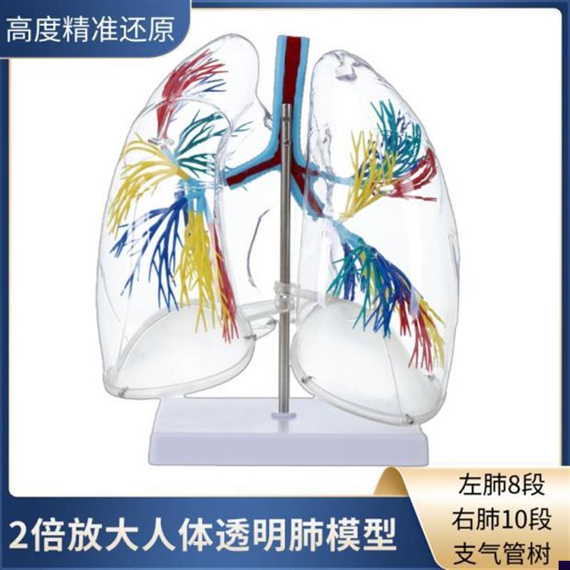 透明肺段模型肺解剖 支气管树人体肺部模型 O胸外科呼吸科模型标