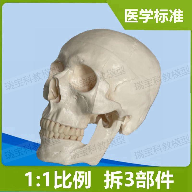 医用人体头骨模型1比1头颅骨z模型骷髅头模型可拆卸口腔模型头