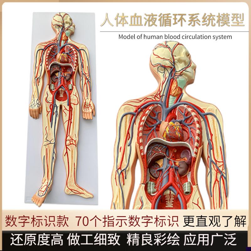 人体血液循c环系统模型全身内脏器官解剖教学教具心脏血管演示模