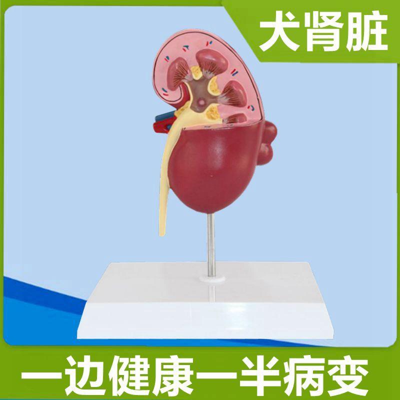 犬肾脏模型解剖病变狗泌尿器官心脏模具仿真标本V兽医教学宠物医