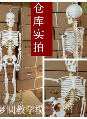 质量上乘新款85CM人体骨骼模型 骨架人体K素描 教学模型  白骨观