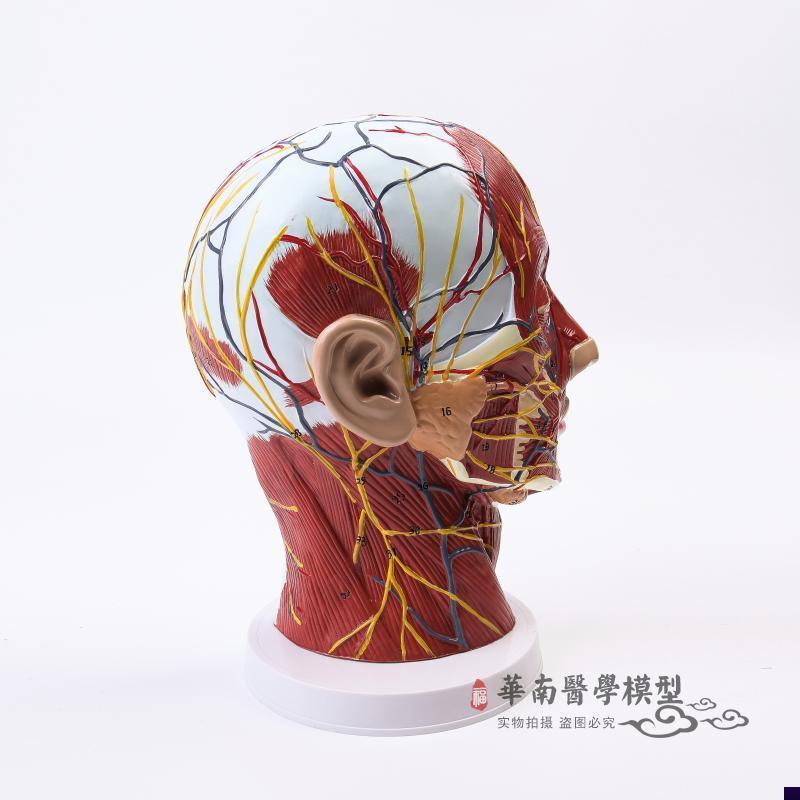 人体头骨带肌肉神经血管s模型型 美容面部神经微整形 医学解剖