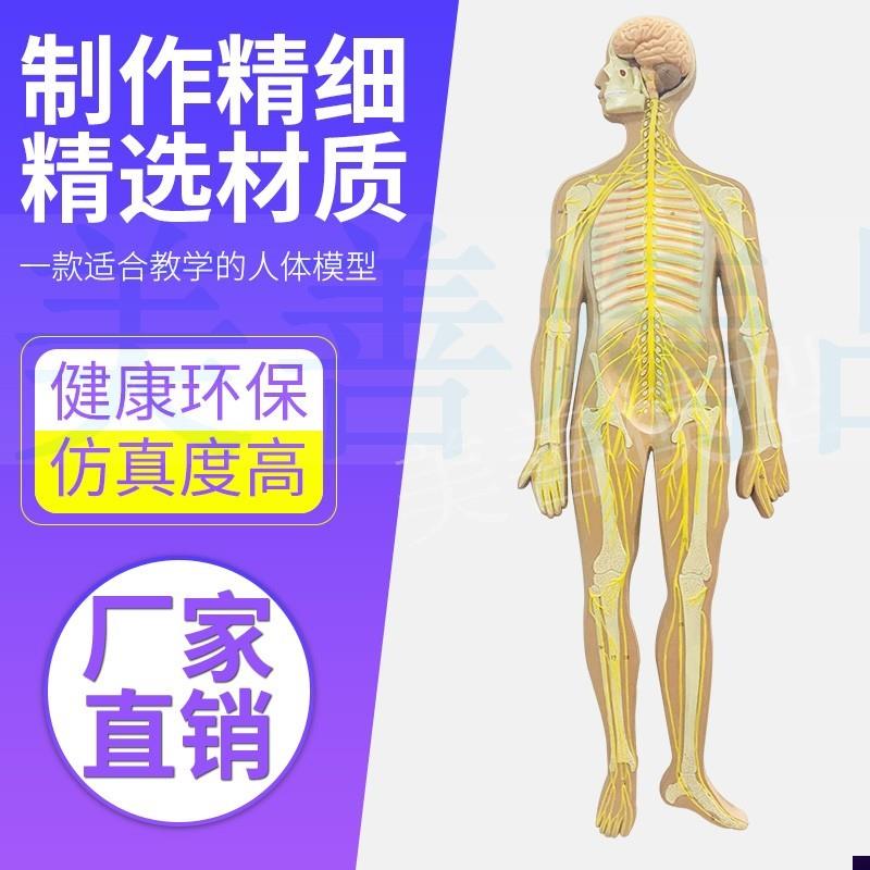 人体神经系统模型标准医学解剖中枢神经人体M生物实验系统教学仪