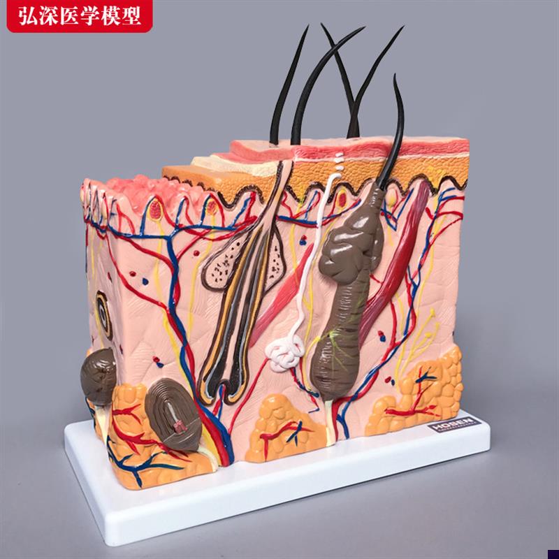 皮肤模型人体毛囊汗腺结构放大70倍F毛发生长立体层次美容教学模