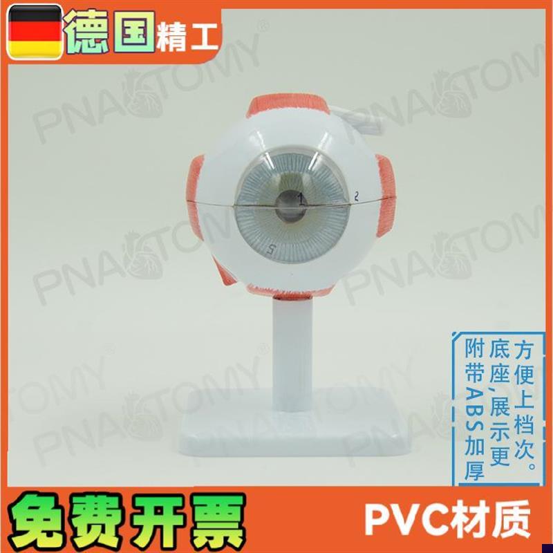 德国精工】眼球模型可拆放大眼科教A学eye 瞳孔虹膜晶状体医院礼