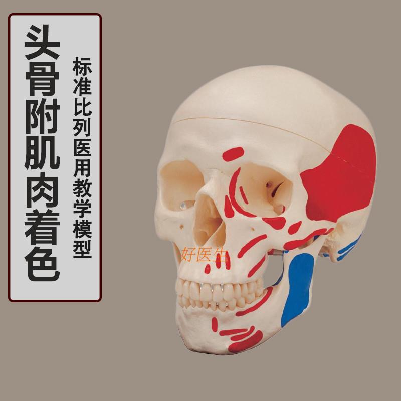 厂家直销头d颅骨带颈椎模型彩色白色头骨骷髅头人体骨骼促销新
