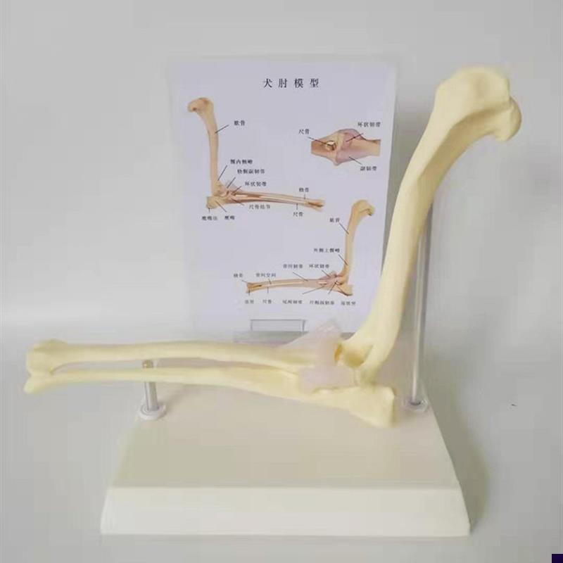 狗肘关节模型f 狗骨架 动物模型 宠物兽医教学医用医学模型 优惠