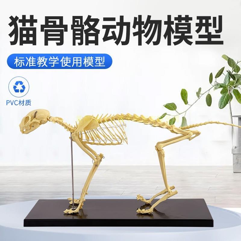 猫骨骼标本模型宠物动物猫犬教学骨架M骨头骨科器械猫骨骼模
