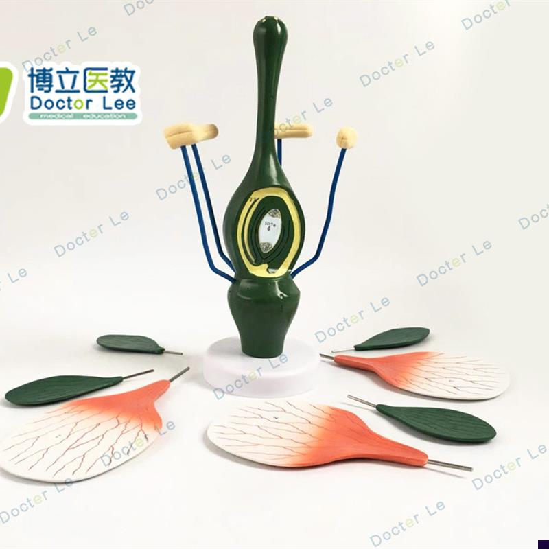 教学桃花模型典i型双子叶花构造模型小型桃花解剖标本生物植物