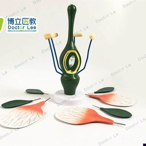 教学桃花模型典i型双子叶花构造模型小型桃花解剖标本生物植物