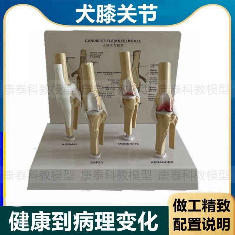 狗骨骼模型仿真塑胶材质膝关节犬科仿真骨头后肢膝盖.软骨病理比