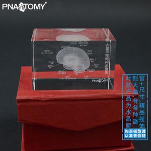 PNATOMY大脑解剖礼品教学创意玩具脑模型水晶医用礼Z品促销心脏