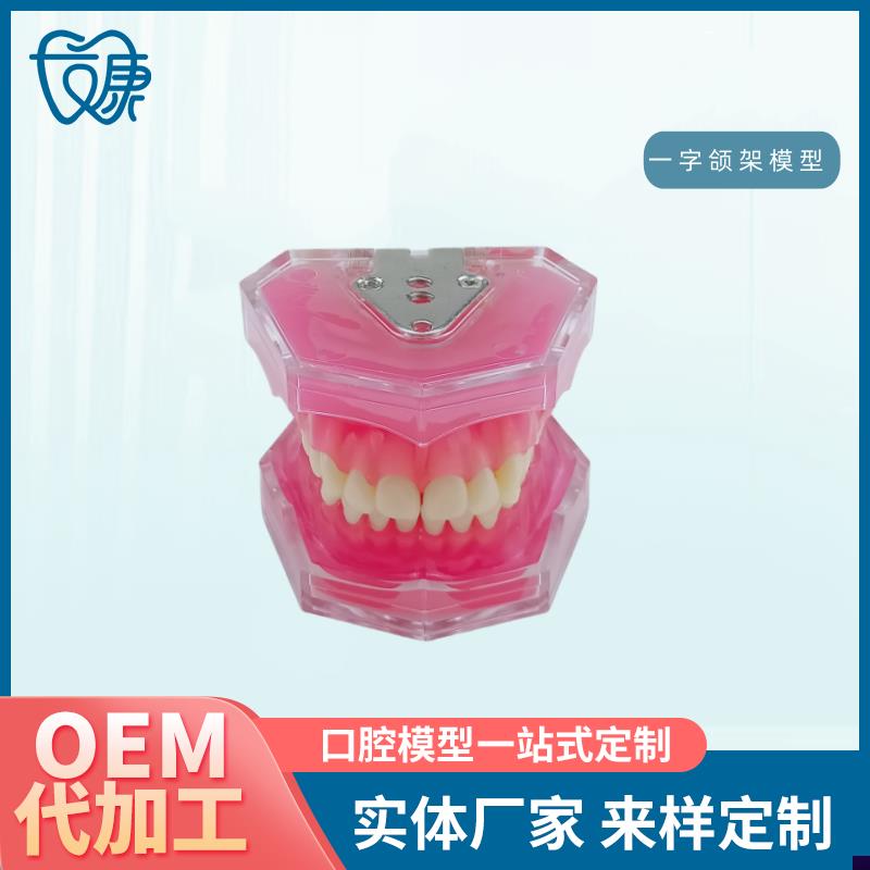 28拔牙模型人体牙齿结构解剖模型E口腔牙模具仿真牙科教学牙模型