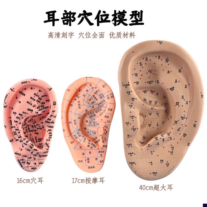 针灸按摩耳朵穴位经络模型超清晰中医耳朵N针灸按摩耳穴教学练习