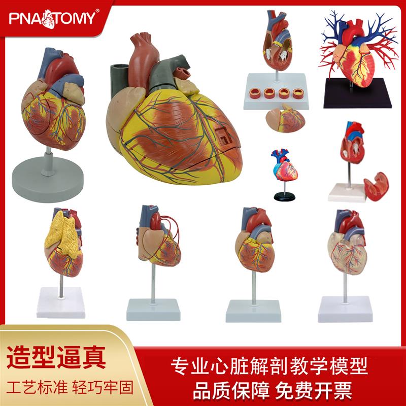 人体心脏模型可拆卸放q大心脏解剖教学道具透明心医学展示血液循