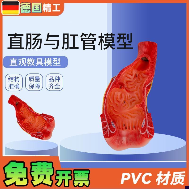 德国】消化系统人体解剖模型肠道解剖生物教学模R型直肠与肛管模