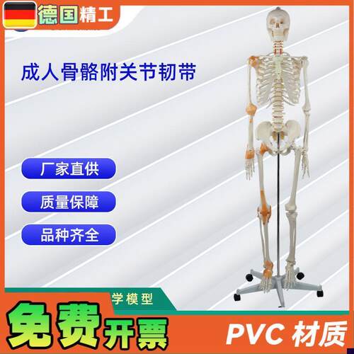 成人骨骼c附关节韧带模型 医学教学器材 实验演示模型