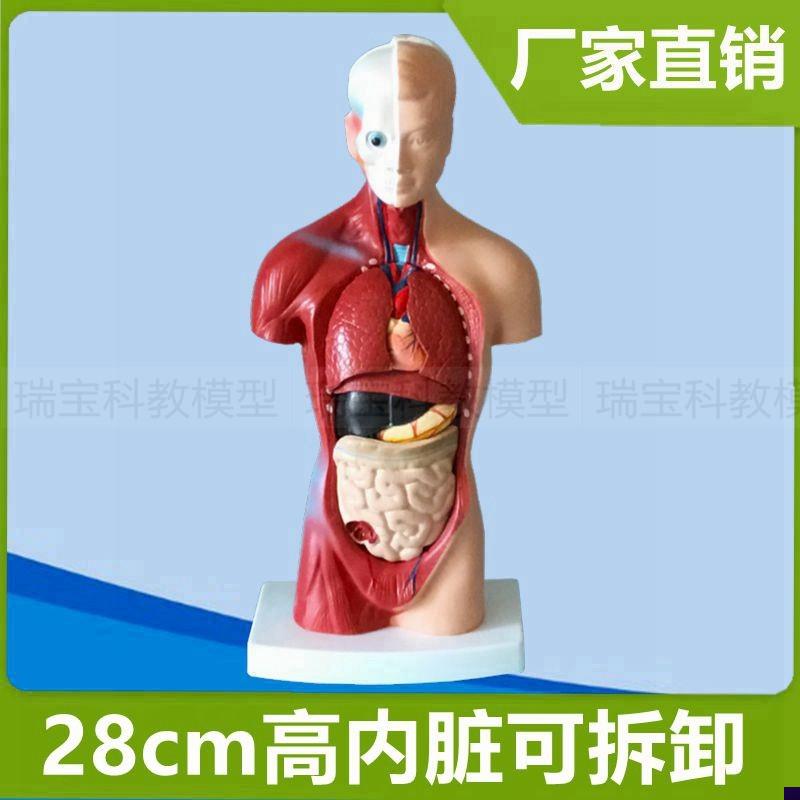 躯干模型2d8厘米皮肤肌肉内脏可拆卸儿童早教玩具人体拼装仿真模