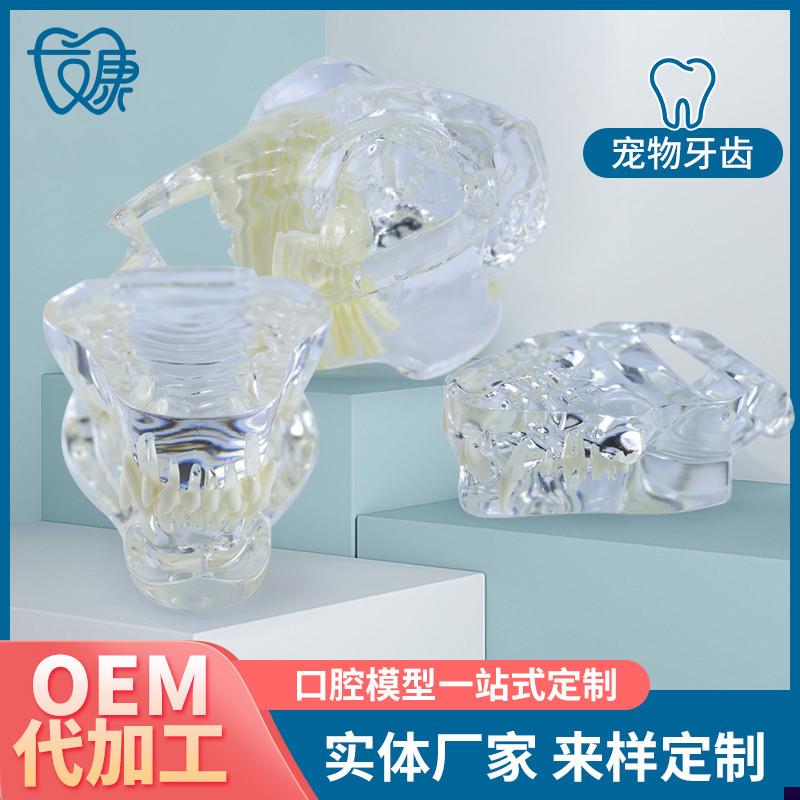 宠物牙齿模型透明狗牙猫牙口腔犬牙教学演示动物倒模具.猫兽医包