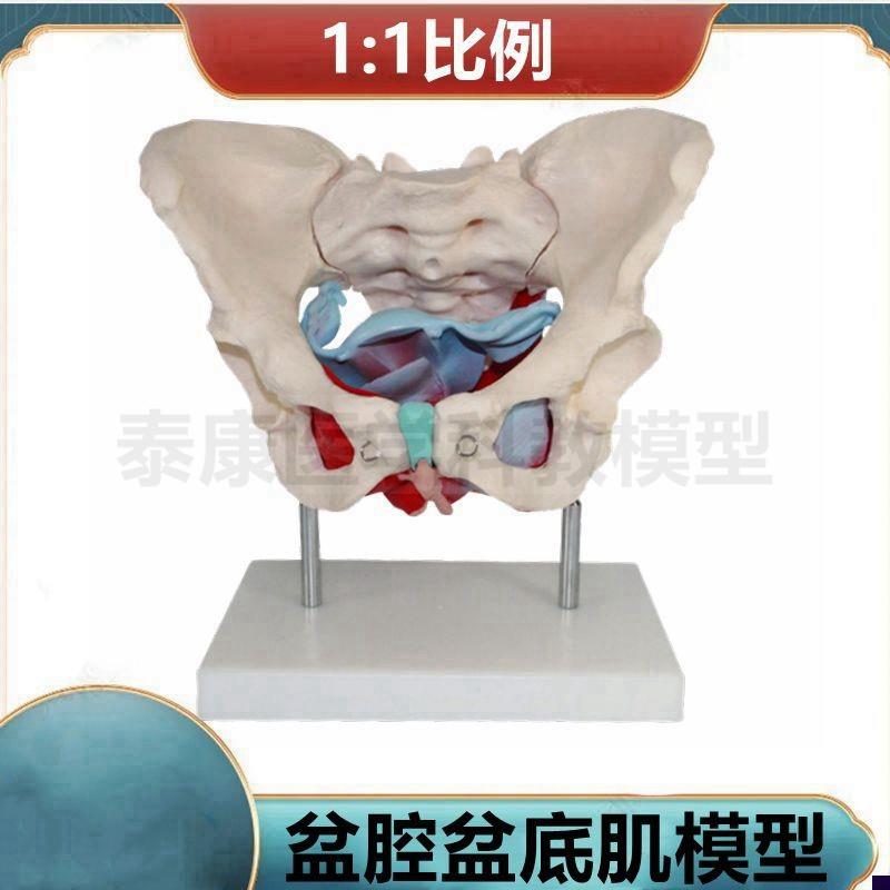1比1女骨盆模型盆底肌筋膜脏器组织子宫生殖P会阴月嫂培训产后修