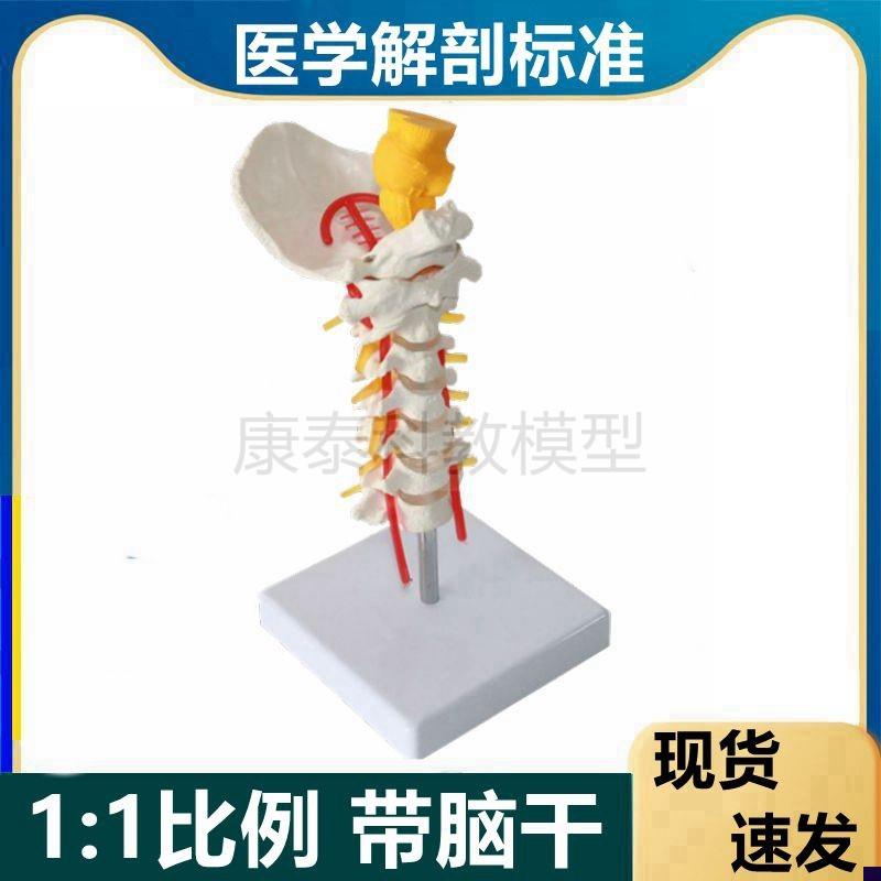 人体颈椎模c型仿真1比1带脑干后枕骨寰椎枢椎颈动脉神经椎间盘正