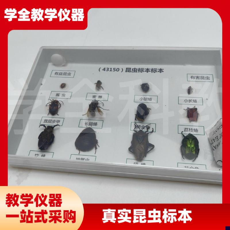 真昆虫标本蜻蜓螳螂科普实验幼儿园教学教具送朋友V小礼物创意摆