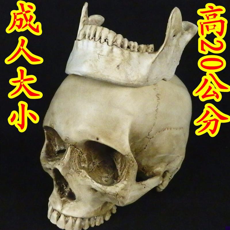 头颅骨模型骨骼模型人体骨骼z模型骨骼模型头骨模型,骷髅模型