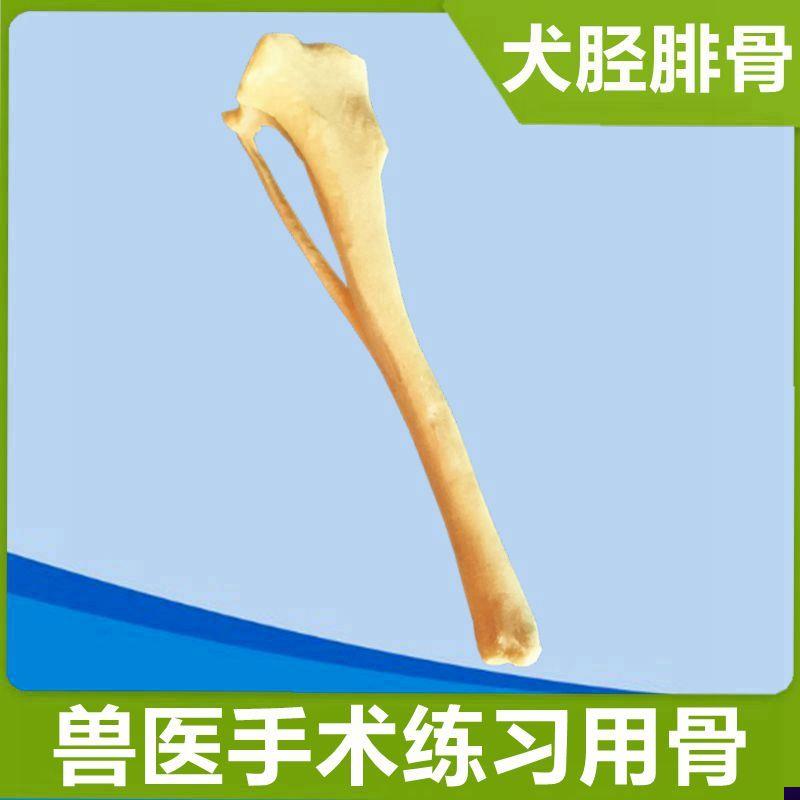 桃花结构模型f放大可拆卸子房解剖双子叶植物中学生物教具园艺观