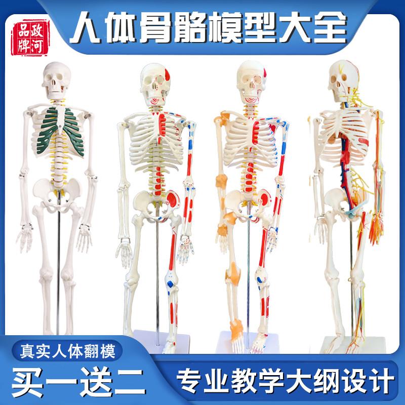 人体骨骼c模型骨架全身骨头小白骷髅人迷你仿真教学模型解剖可拆